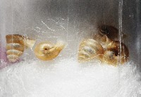 墾丁高口蝸藏品圖，第2張