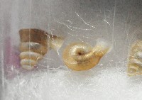 墾丁高口蝸藏品圖，第3張