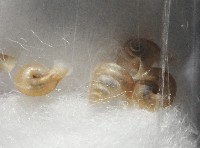 墾丁高口蝸藏品圖，第4張