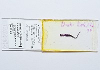 新種絛蟲藏品圖，第2張
