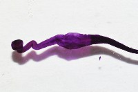新種絛蟲藏品圖，第4張