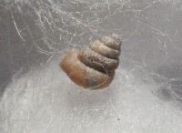 知本小班蝸藏品圖，第2張