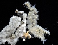 二段海鞘之一種藏品圖，第2張