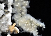 二段海鞘之一種藏品圖，第4張