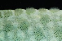 藍指海星藏品圖，第2張