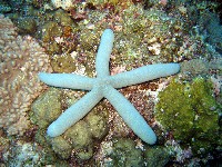 藍指海星藏品圖，第3張