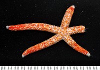 多篩指海星藏品圖，第1張