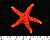多孔單鰓海星藏品圖，第2張