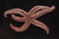 呂宋棘海星藏品圖，第4張