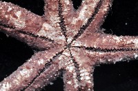 呂宋棘海星藏品圖，第2張