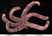 呂宋棘海星藏品圖，第3張