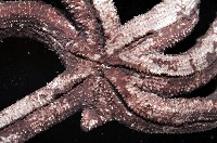 呂宋棘海星藏品圖，第4張