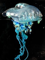 藍瓶僧帽水母藏品圖，第2張