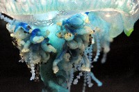 藍瓶僧帽水母藏品圖，第4張