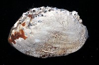 鬍魁蛤藏品圖，第3張