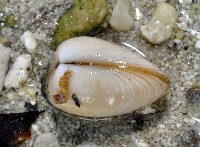 尖峰蛤藏品圖，第4張