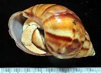 皺紋(灰白)陸寄居蟹藏品圖，第4張