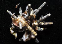 冠棘真頭帕海膽藏品圖，第1張