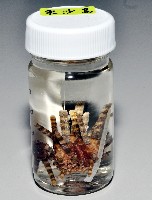 冠棘真頭帕海膽藏品圖，第4張