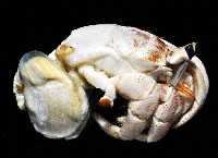 皺紋(灰白)陸寄居蟹藏品圖，第4張