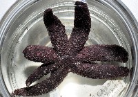 呂宋棘海星藏品圖，第2張