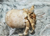 皺紋(灰白)陸寄居蟹藏品圖，第2張