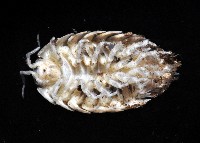 鼠婦之一種藏品圖，第3張