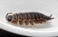 糙瓷鼠婦藏品圖，第4張