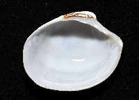 船首簾蛤藏品圖，第3張