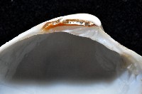 船首簾蛤藏品圖，第4張