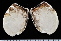 索足蛤藏品圖，第3張