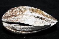 索足蛤藏品圖，第4張
