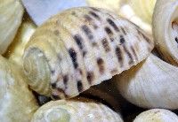 白肋蜑螺藏品圖，第2張
