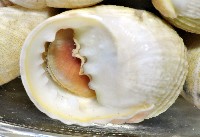白肋蜑螺藏品圖，第4張