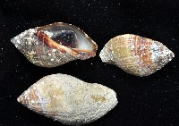 橄欖螺藏品圖，第4張