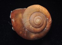 球蝸牛藏品圖，第2張