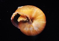 球蝸牛藏品圖，第4張