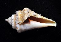 未知種蜘蛛螺藏品圖，第3張