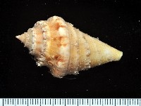 未知種蜘蛛螺藏品圖，第4張