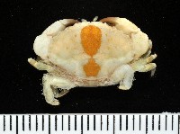 肉球皺蟹藏品圖，第2張