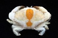 肉球皺蟹藏品圖，第4張