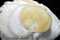 清平扁玉螺藏品圖，第3張
