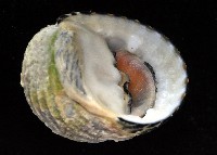 黑肋蜑螺藏品圖，第4張