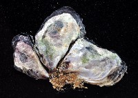 小障泥蛤藏品圖，第3張