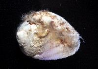 紫口珊瑚螺藏品圖，第3張