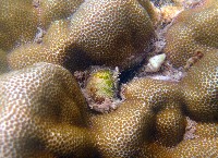 紫口珊瑚螺藏品圖，第4張