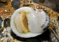 玉女蜑螺藏品圖，第2張