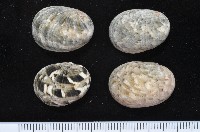 玉女蜑螺藏品圖，第3張