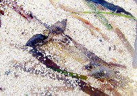 尖頭織紋螺藏品圖，第8張
