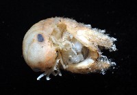未知種等足類藏品圖，第4張
